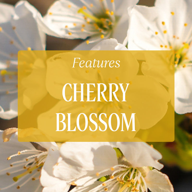 L'Occitane Fleurs de Cerisier, Cherry Blossom Hand Cream, 75ml