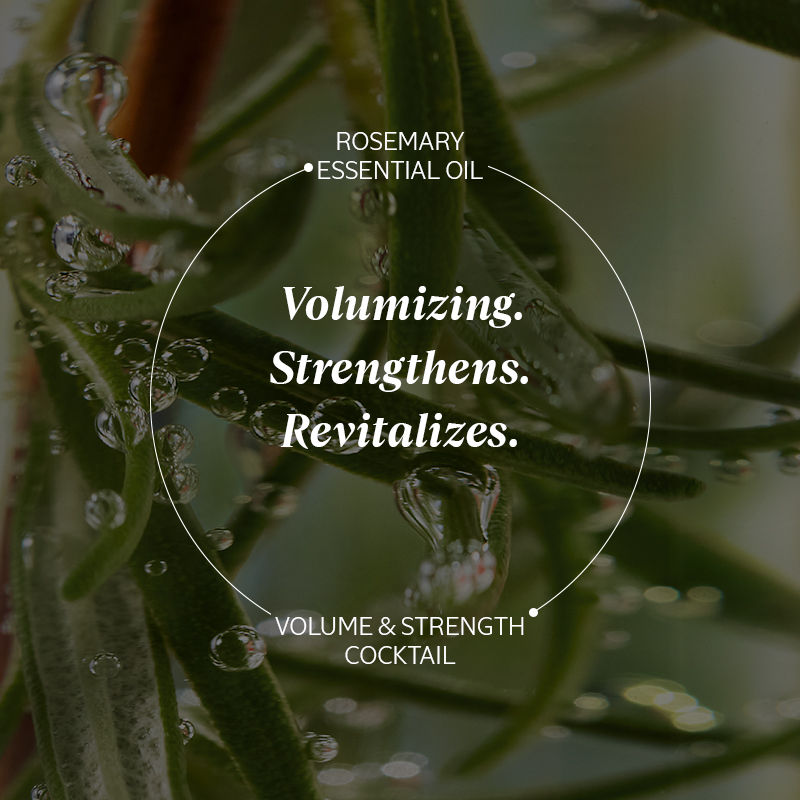 L'Occitane Volume & Strength Shampoo, 500ml