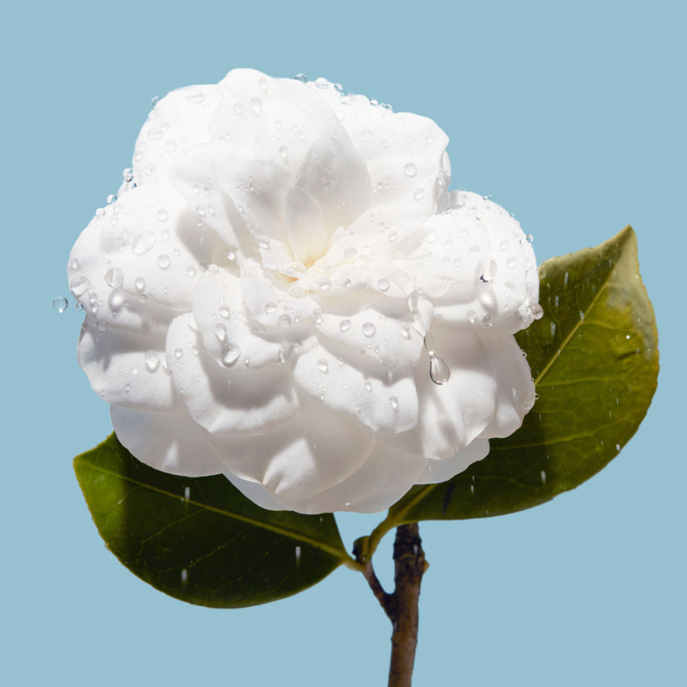 CHANEL HYDRA BEAUTY MICRO GEL CREME - REFILL, 50g