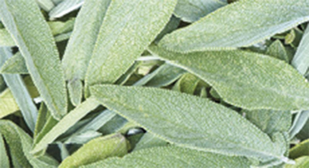 Jo Malone London Wood Sage & Sea Salt, 250ml